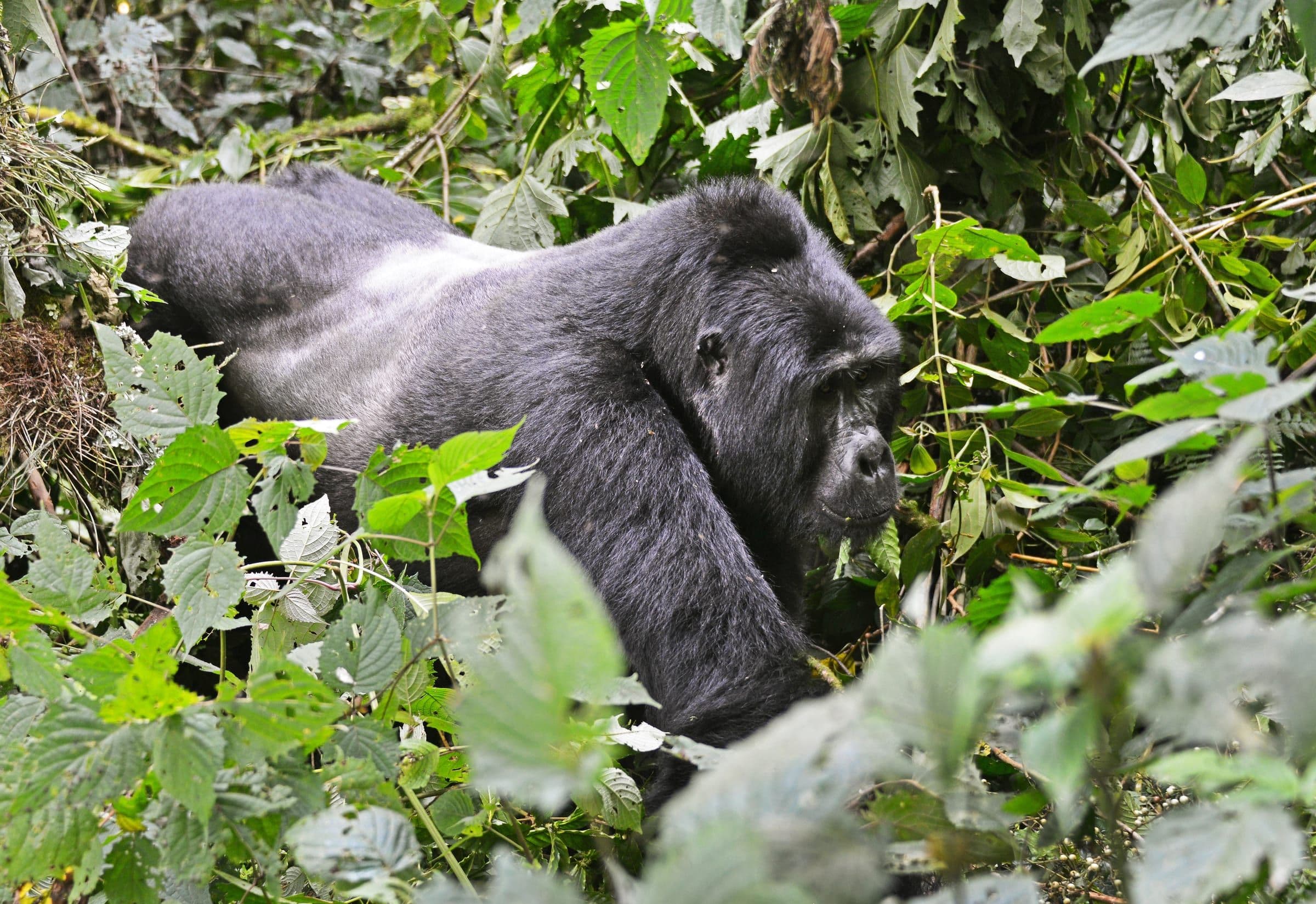 Silverback Gorilla